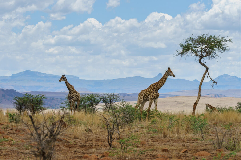 giraffes in the wild