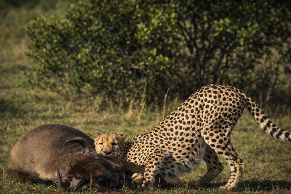 Why I Shoot From Below: A Safari Photographer’s Truth 3 kenya safari photography tours
