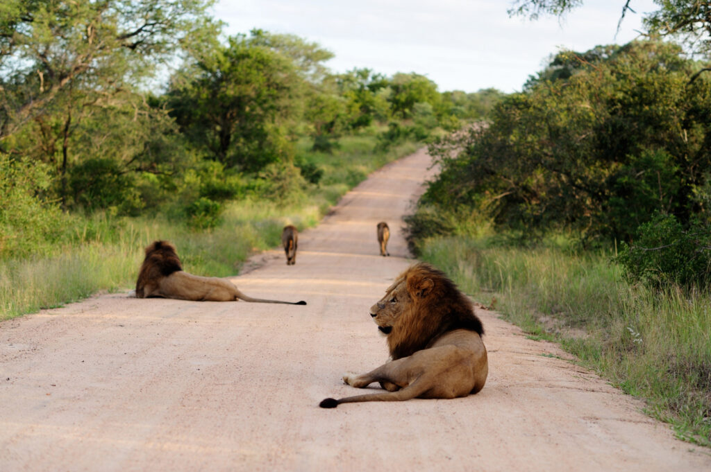 lions seen on an african safari