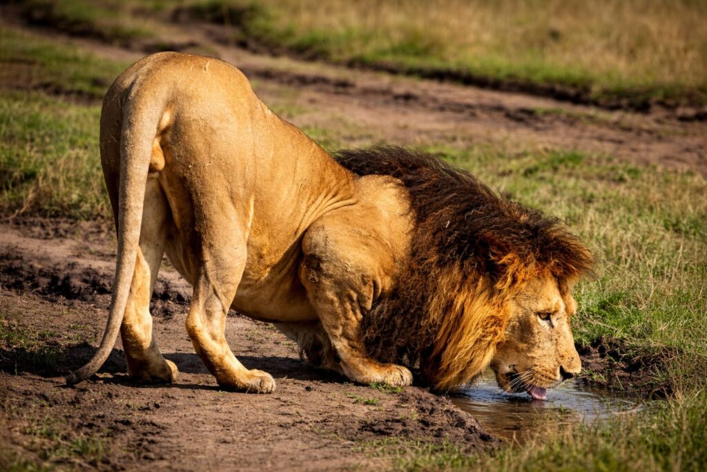 Why I Shoot From Below: A Safari Photographer’s Truth 2 photography tips by a safari expert