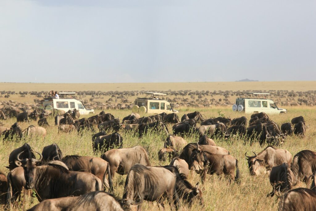 safaris in Africa Kenya