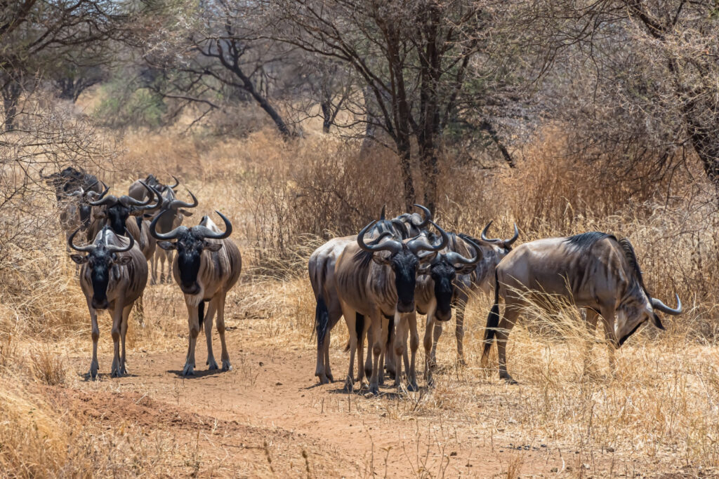 top kenya travel agency