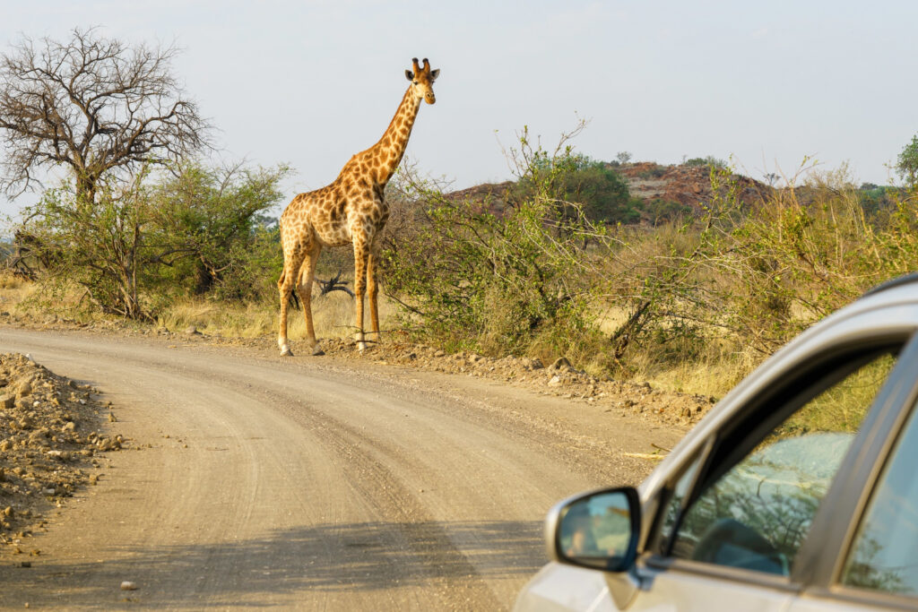 tour firms in Kenya