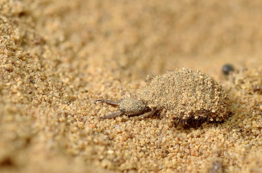 Little 5 Animals: Africa’s Smallest Safari Wonders 1 Antlion