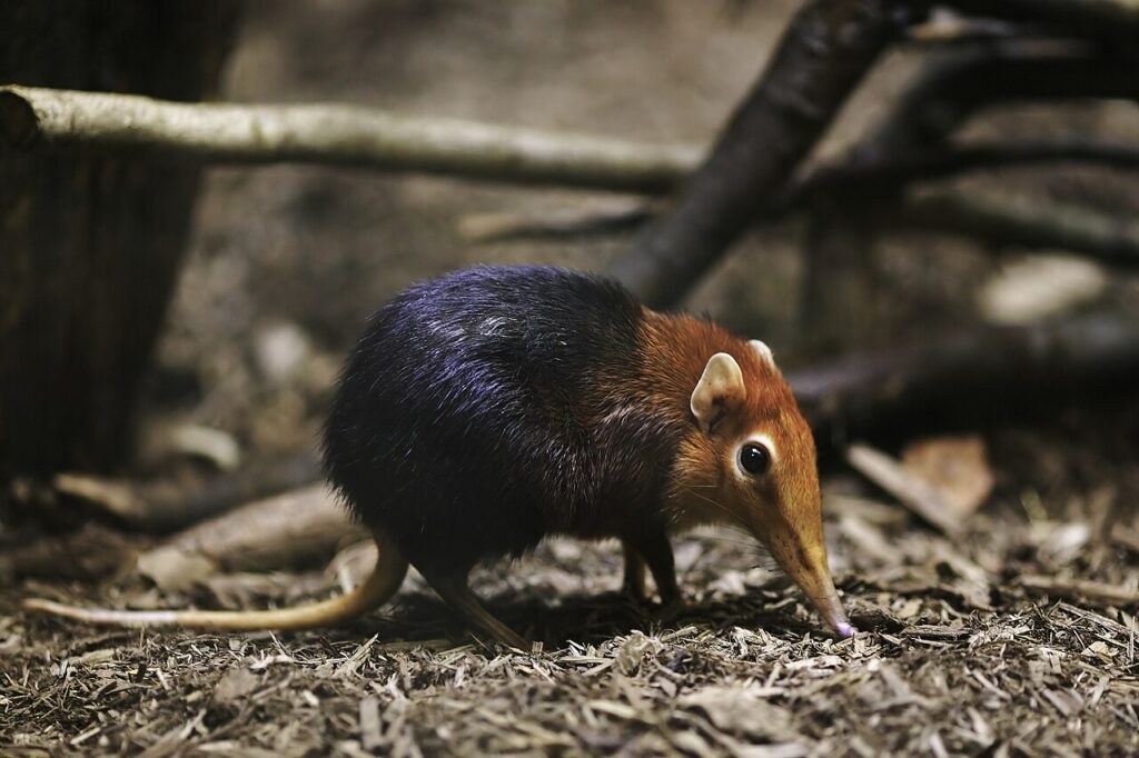 Little 5 Animals: Africa’s Smallest Safari Wonders 2 Elephant Shrew, one of the little 5 animals