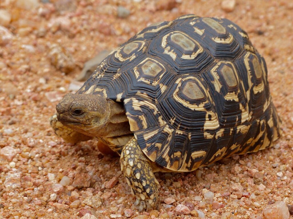 Little 5 Animals: Africa’s Smallest Safari Wonders 3 Leopard Tortoise