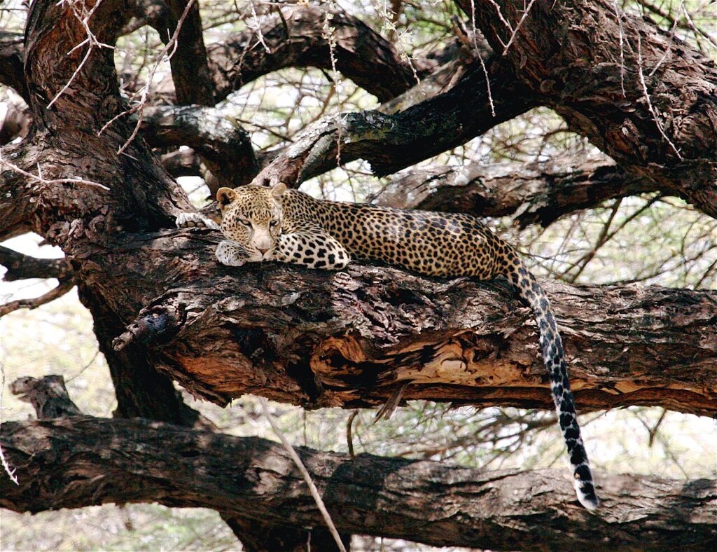5 Reasons Why Choose Samburu (The North) Over Southern Parks 1 Leopard resting on a tree