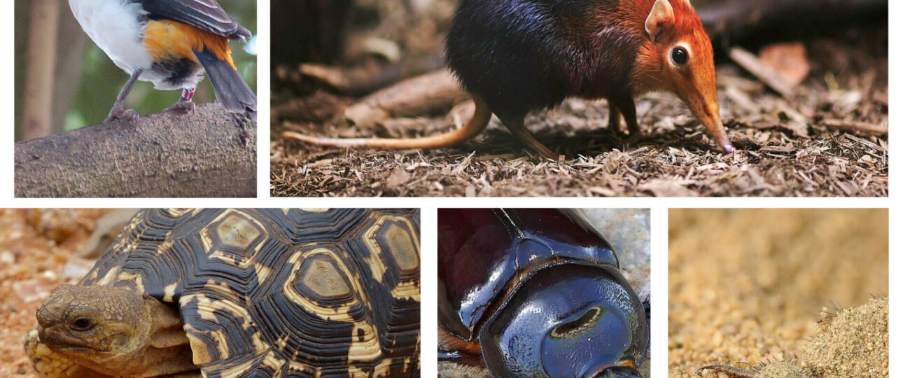 Little 5 Animals: Africa’s Smallest Safari Wonders 2 Little 5 Animals: Africa’s Smallest Safari Wonders