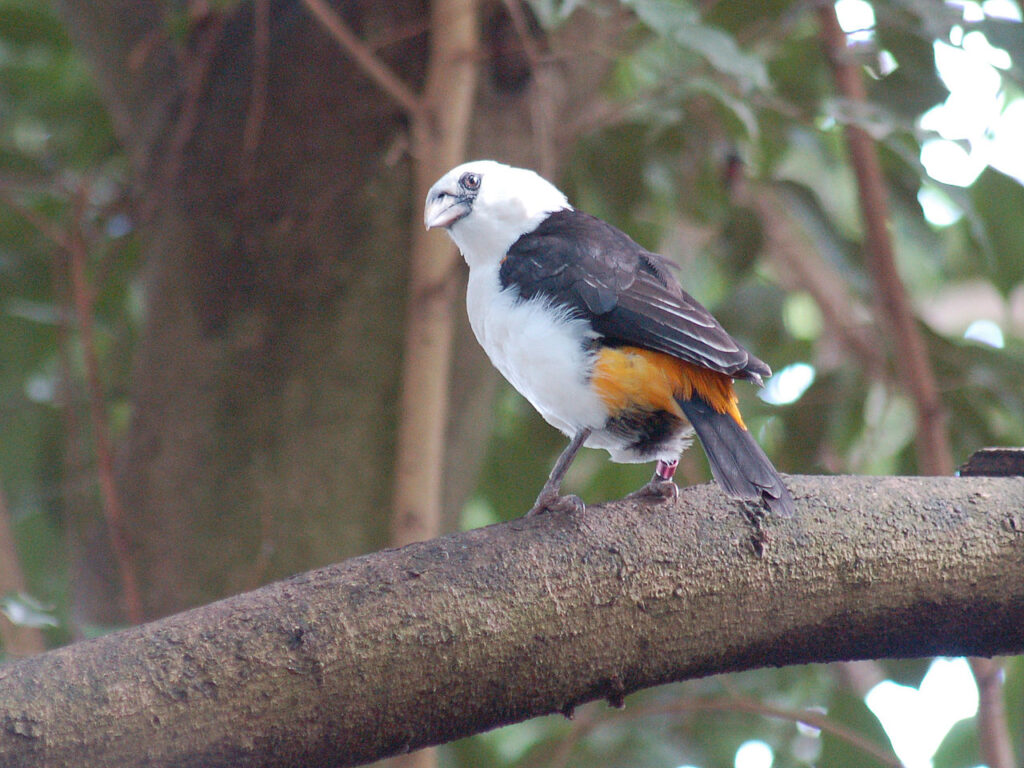 Little 5 Animals: Africa’s Smallest Safari Wonders 5 White-headed buffalo weaver
