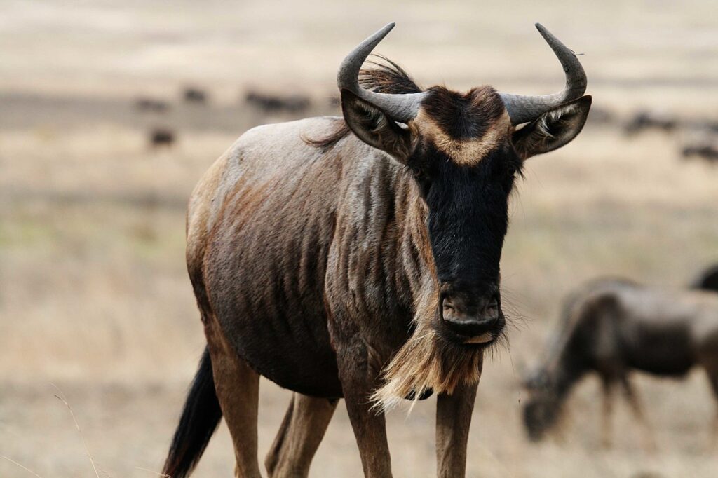Ugly 5 Animals in Kenya: Nature’s Most Unusual Creatures 5 Wildebeest