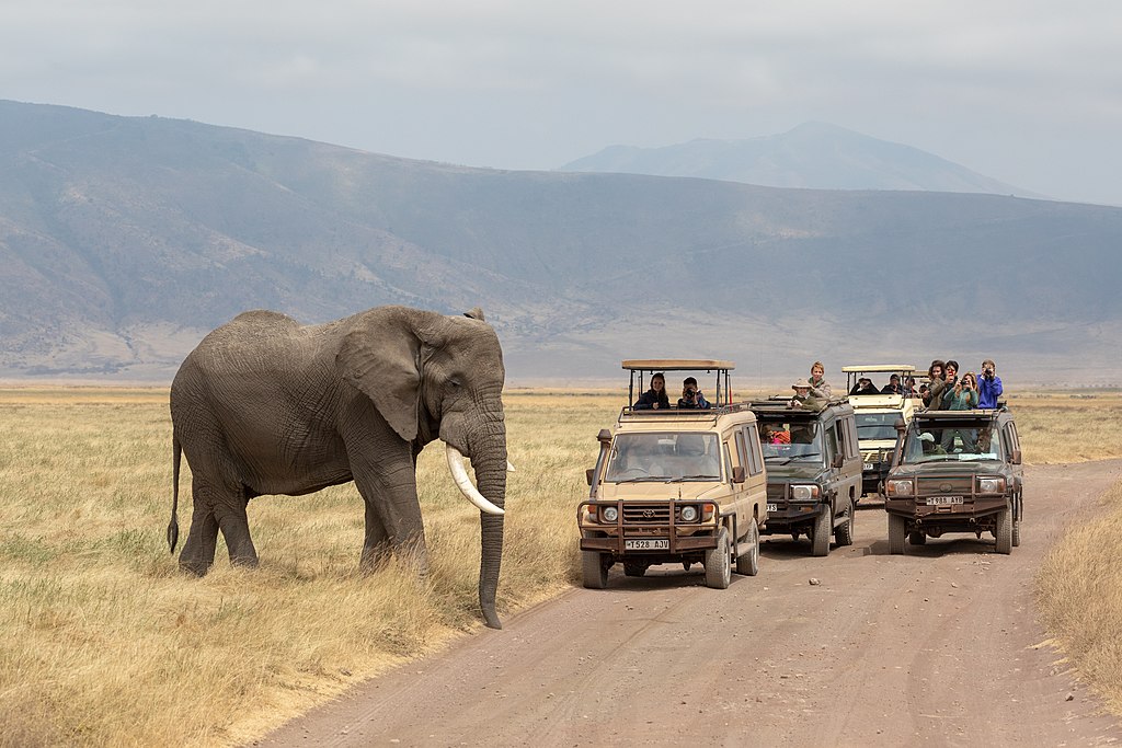 a safari in africa