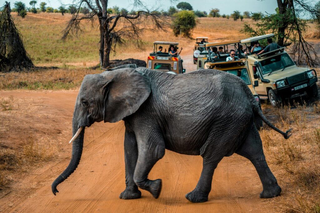 Finding the Perfect Balance: Cost, Quality & Value for Money in a Safari 4 an elephant in africa