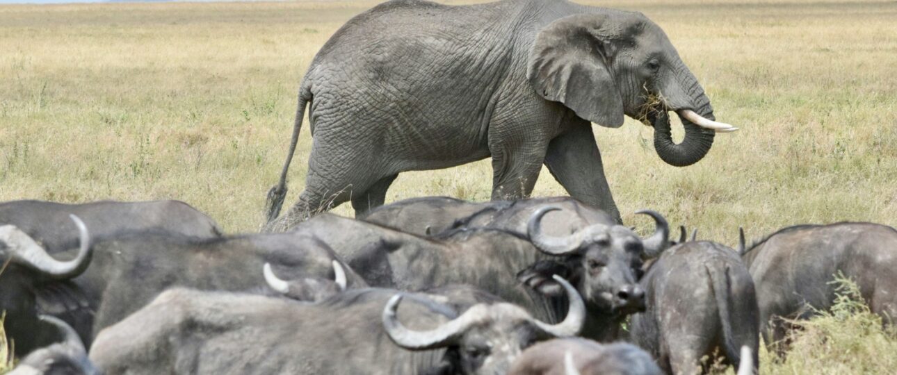 best all-inclusive safari in Kenya, africa