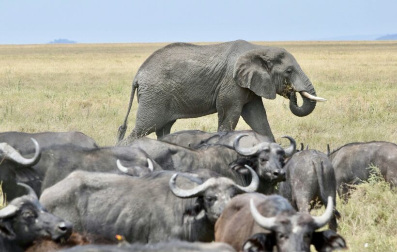 6-Day Classic All-inclusive Safari in Kenya
