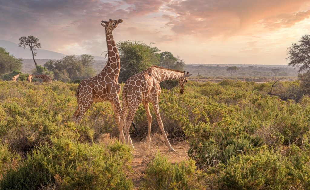 5 Reasons Why Choose Samburu (The North) Over Southern Parks 5 giraffes in samburu kenya