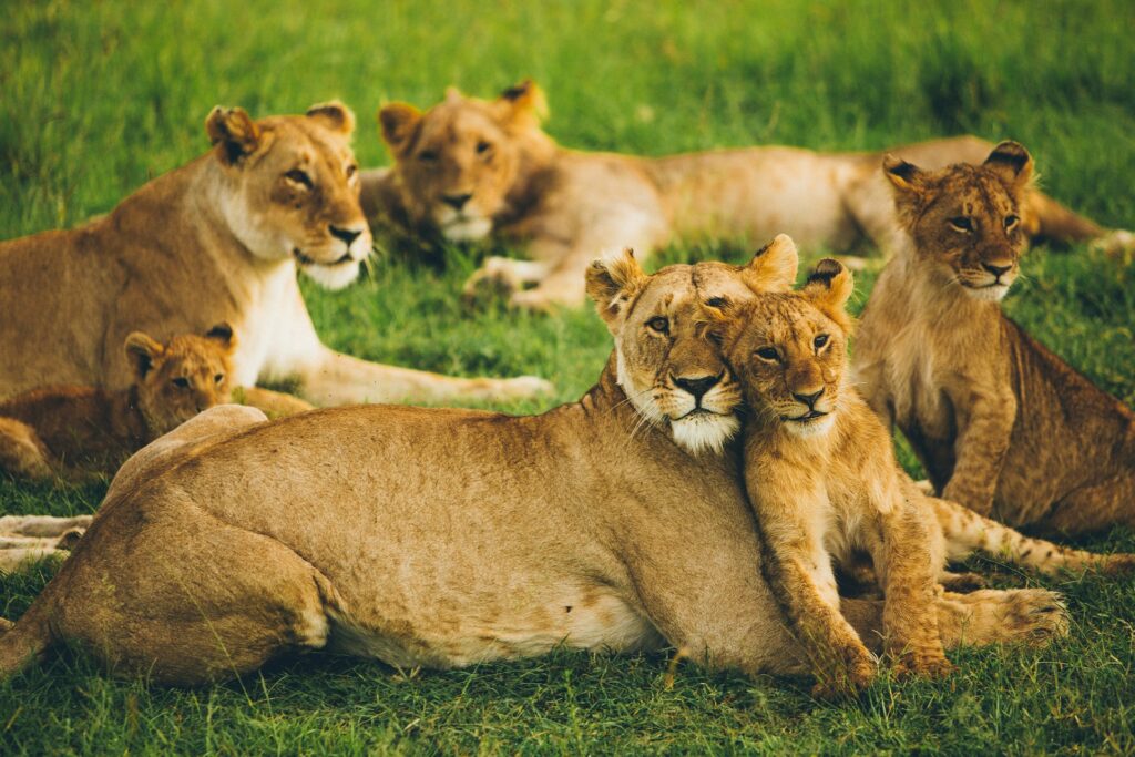 Is Kenya Safe for Tourists in 2026? 5 lions in kenya