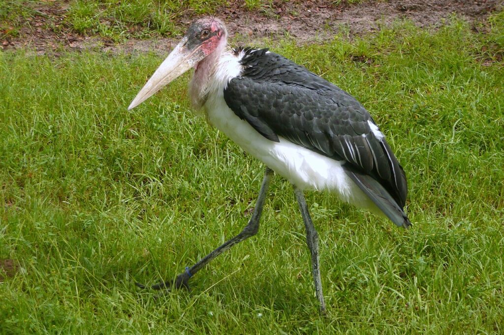 Ugly 5 Animals in Kenya: Nature’s Most Unusual Creatures 2 marabou stock bird