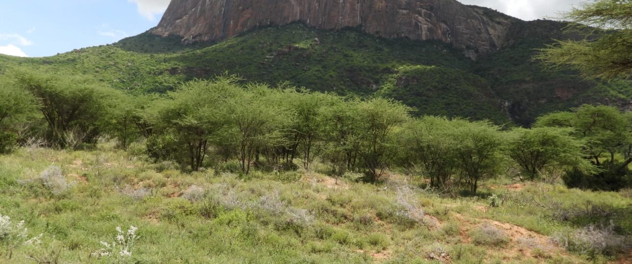 Mt. Ololokwe: The Sacred Mountain of Northern Kenya 3 mt. ololokwe samburu