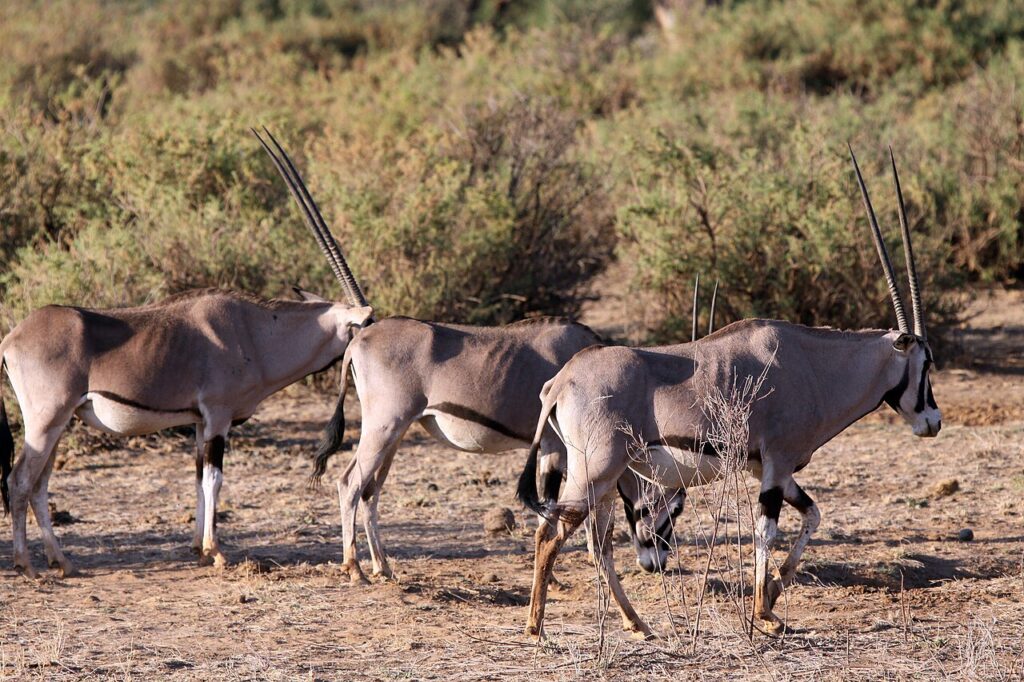 5 Reasons Why Choose Samburu (The North) Over Southern Parks 2 oryx in samburu national park