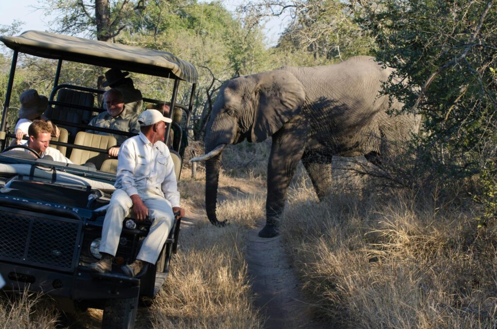 Do You Really Need a Guide for a Kenya Safari? 1 safari guide