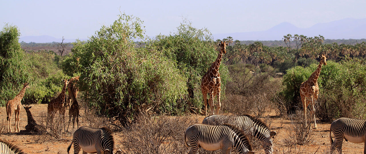 5 Reasons Why Choose Samburu (The North) Over Southern Parks 8 samburu kenya