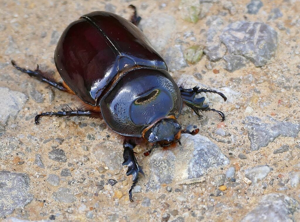 Little 5 Animals: Africa’s Smallest Safari Wonders 4 small five animal rhino beetle