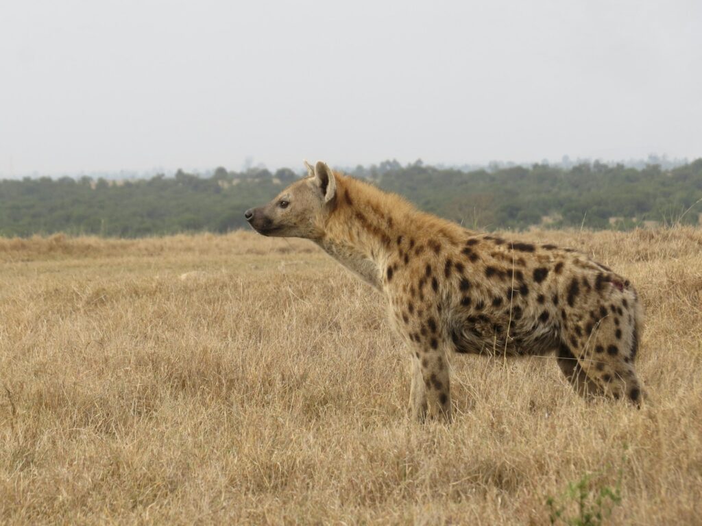Ugly 5 Animals in Kenya: Nature’s Most Unusual Creatures 3 ugly 5 animals in Kenya