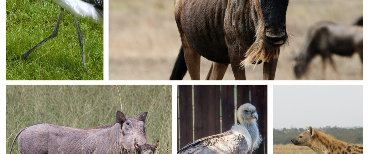 Ugly 5 Animals in Kenya: Nature’s Most Unusual Creatures 4 ugly 5 animals in kenya africa