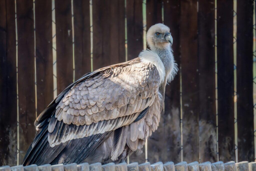 Ugly 5 Animals in Kenya: Nature’s Most Unusual Creatures 4 vulture in kenya