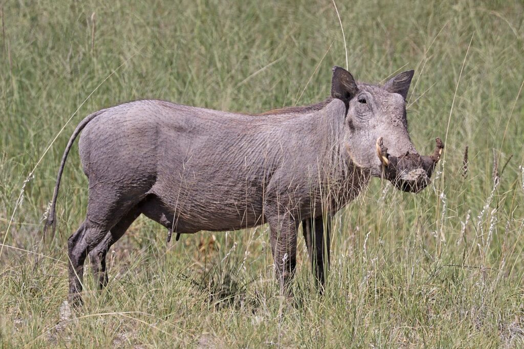 Ugly 5 Animals in Kenya: Nature’s Most Unusual Creatures 1 warthog ugliest animals