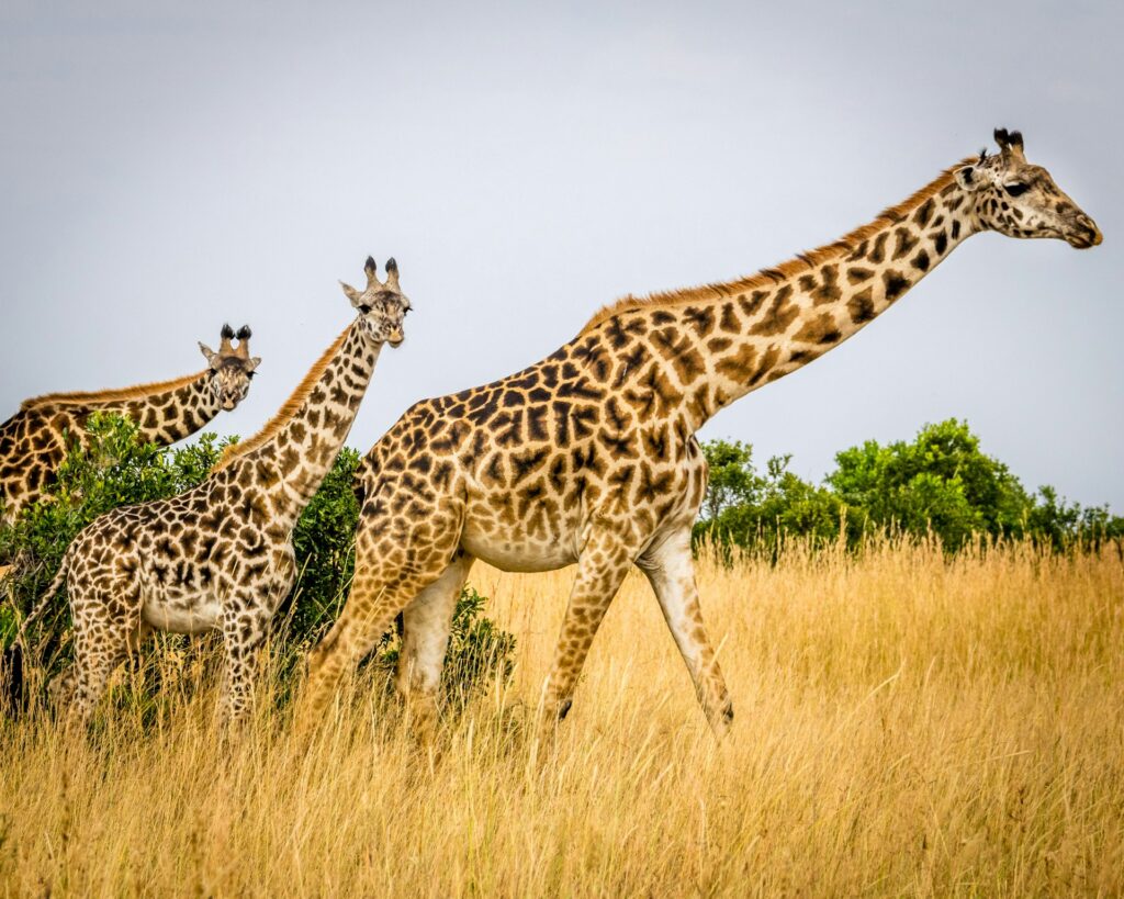Do You Really Need a Guide for a Kenya Safari? 2 wildlife in kenya