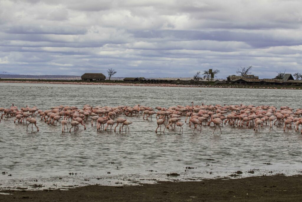 Amboseli flamingos 1