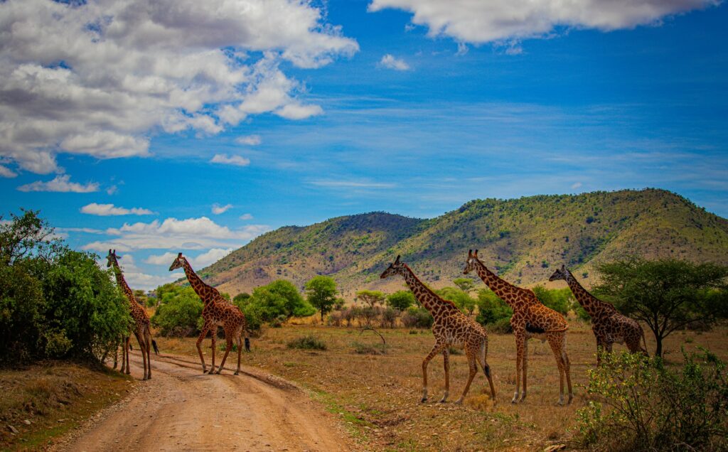 Kenya Safari vs Tanzania Safari
