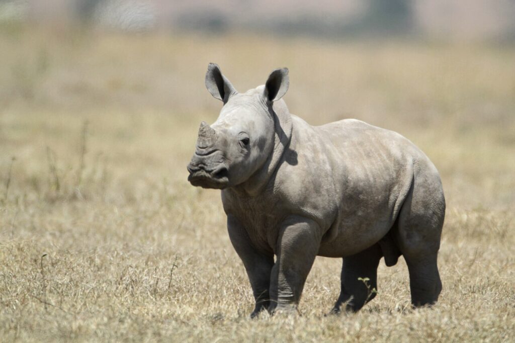4 Best Places to See Rhinos in Kenya 7 White baby rhino in Solio Ranch