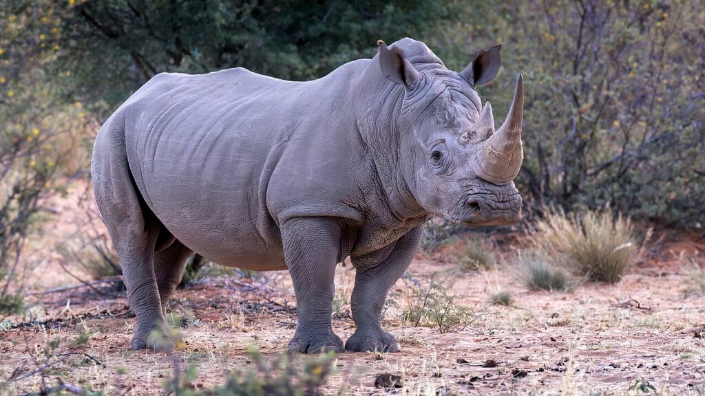 4 Best Places to See Rhinos in Kenya 2 White Rhino in Kenya Wildlife