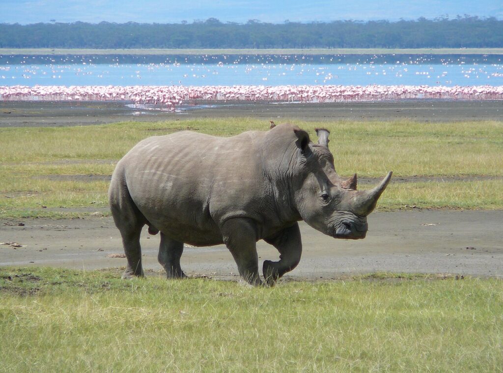 10 Reasons to Book a Kenya Safari This Year 8 White Rhino in Lake Nakuru National Park