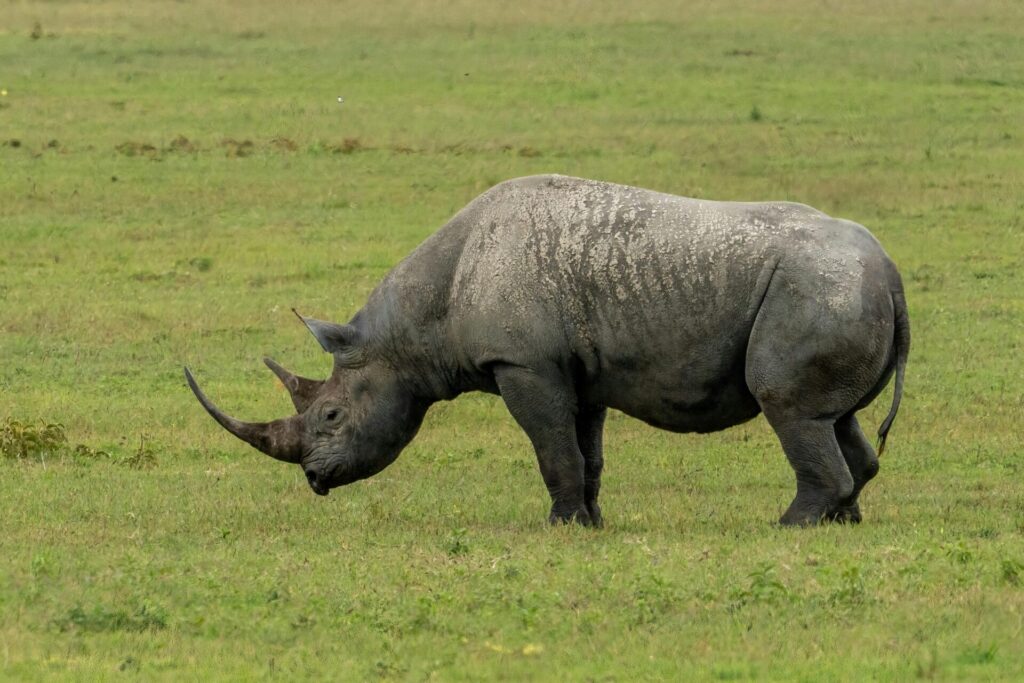 4 Best Places to See Rhinos in Kenya 1 black rhino in Kenya