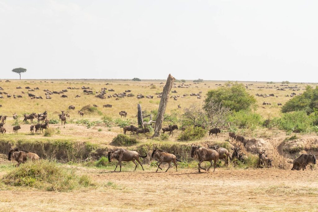 Great Wildebeest Migration: Africa’s Greatest Wildlife Spectacle 2 migration in kenya
