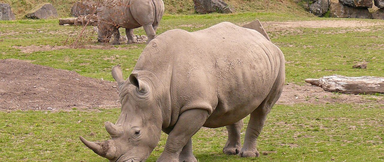 4 Best Places to See Rhinos in Kenya 1 rhinocerous