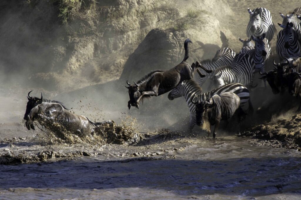 Great Wildebeest Migration: Africa’s Greatest Wildlife Spectacle 6 river crossings in Masai mara