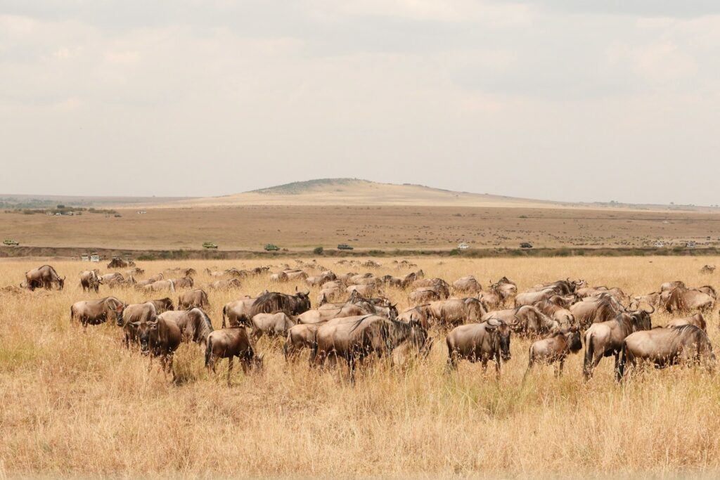 the great wildebeest migration