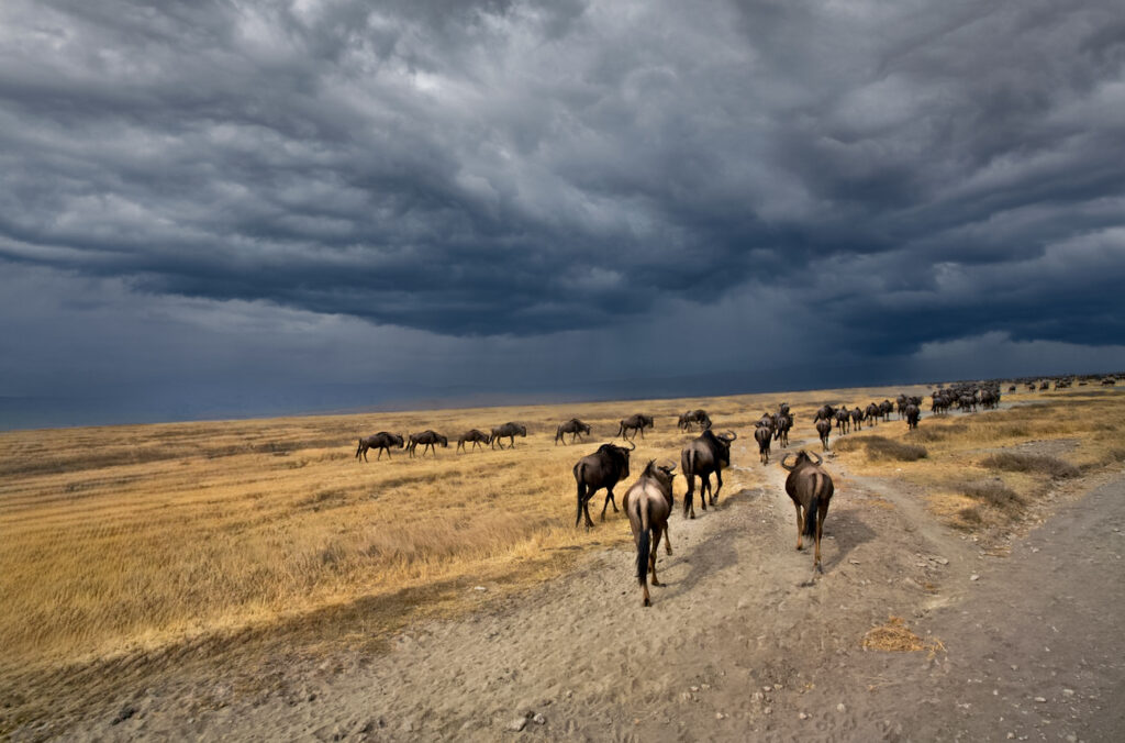 Great Wildebeest Migration: Africa’s Greatest Wildlife Spectacle 3 wildebeest migration in serengeti