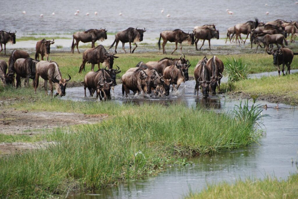 Great Wildebeest Migration: Africa’s Greatest Wildlife Spectacle 1 wildebeest migration kenya tanzania