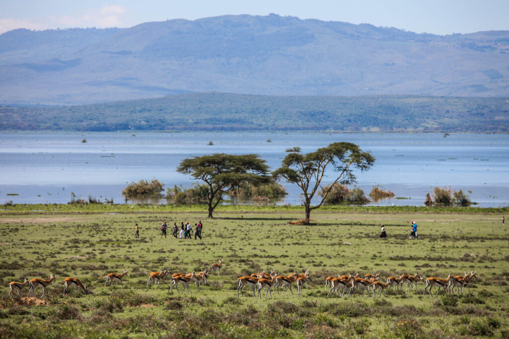 A walking safari in Naivasha, Crescent Island