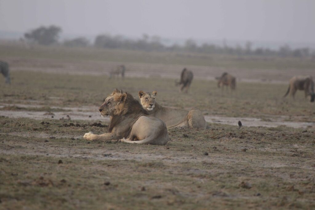 How Much Does a Kenya Safari Cost in 2026? 7 Amboseli lions