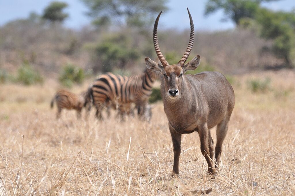 best safari destinations in Kenya