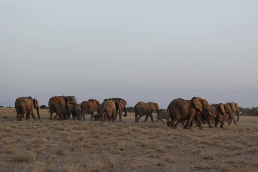 elephants in Amboseli