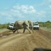 kenya safari
