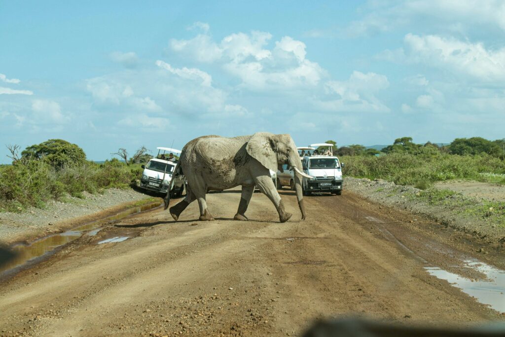 Meektrails Safaris: Quality & Good Services for Kenya Safaris 2 kenya safari