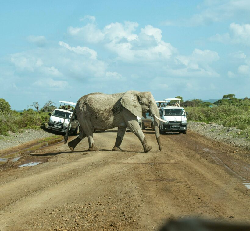 Kenya Safari Guide 2026: Where to Go, When, and What It Actually Costs 1 kenya safari
